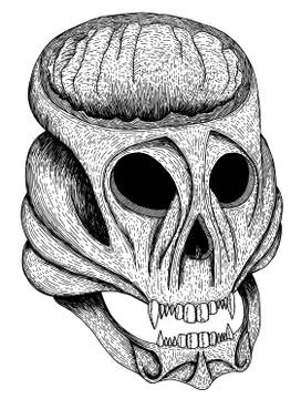 Skull Stock Illustration