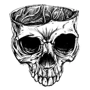 Skull Stock Illustration