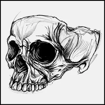 Skull Stock-Illustration