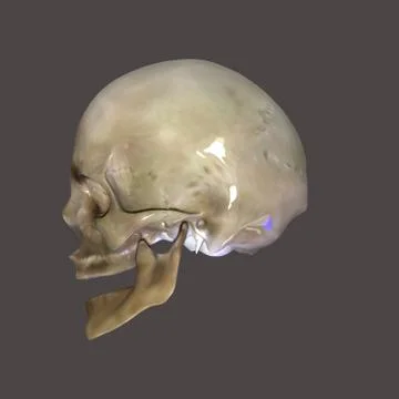 Skull Stock Illustration