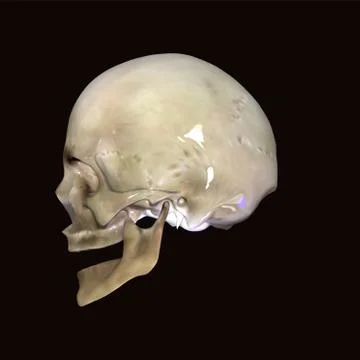 Skull Stock Illustration