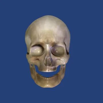 Skull Stock Illustration