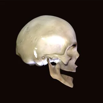 Skull Stock Illustration