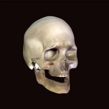 Skull Stock Illustration