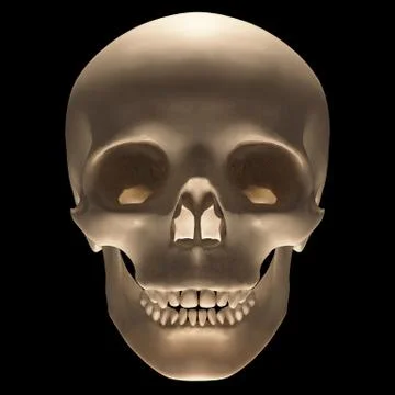 Skull Stock Illustration