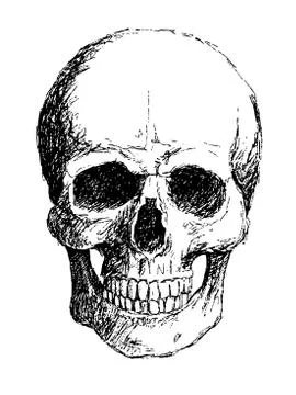 Skull イラスト素材