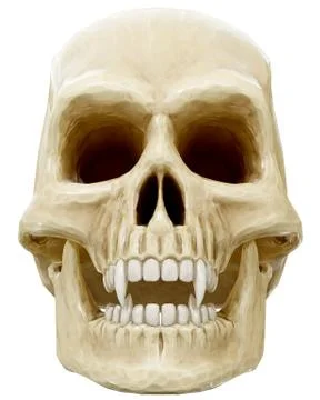 Skull Stock Illustration