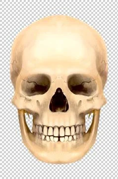 Skull イラスト素材