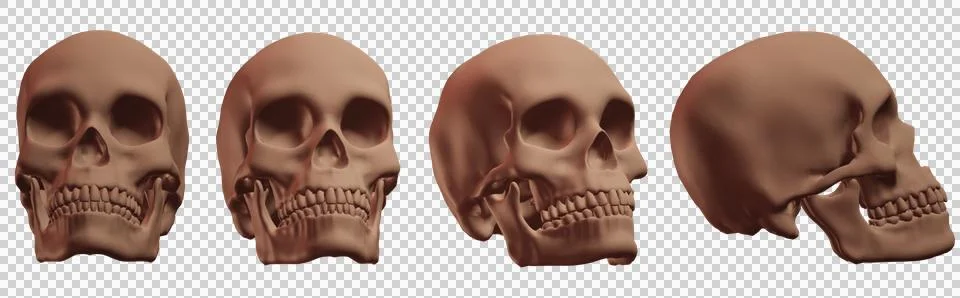 Skull Stock Illustration