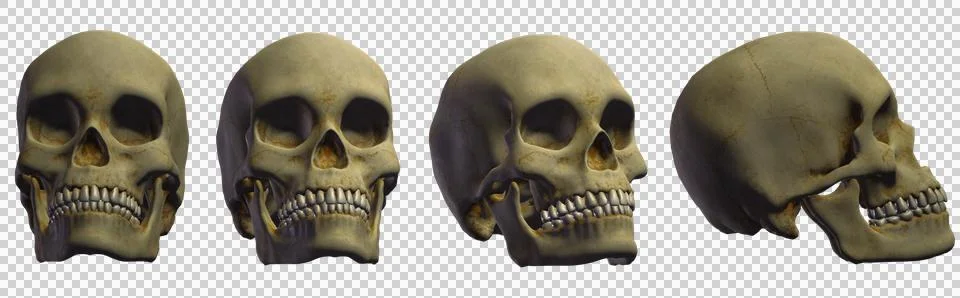 Skull Stock Illustration