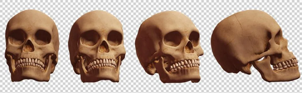 Skull Stock Illustration