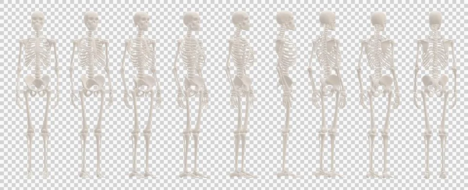 Skull Stock Illustration