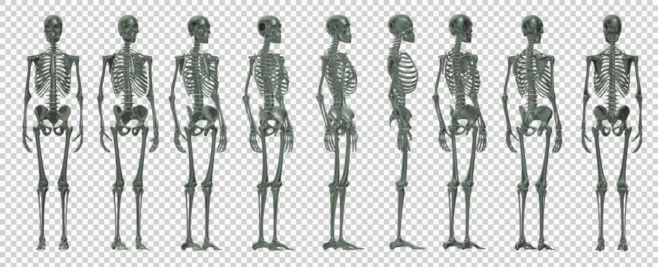 Skull Stock Illustration