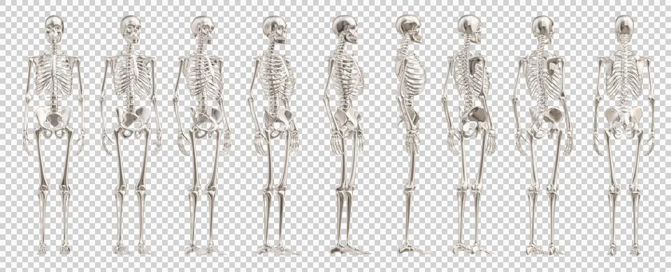 Skull Stock Illustration