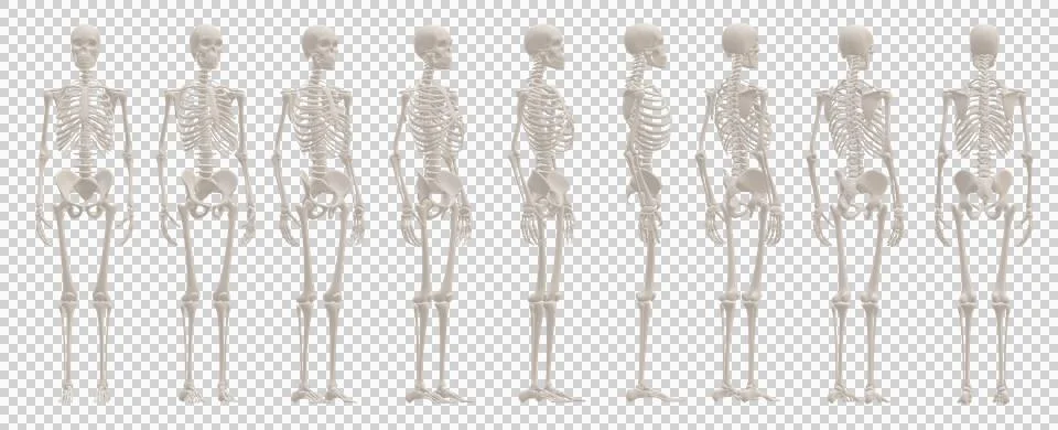 Skull Stock Illustration
