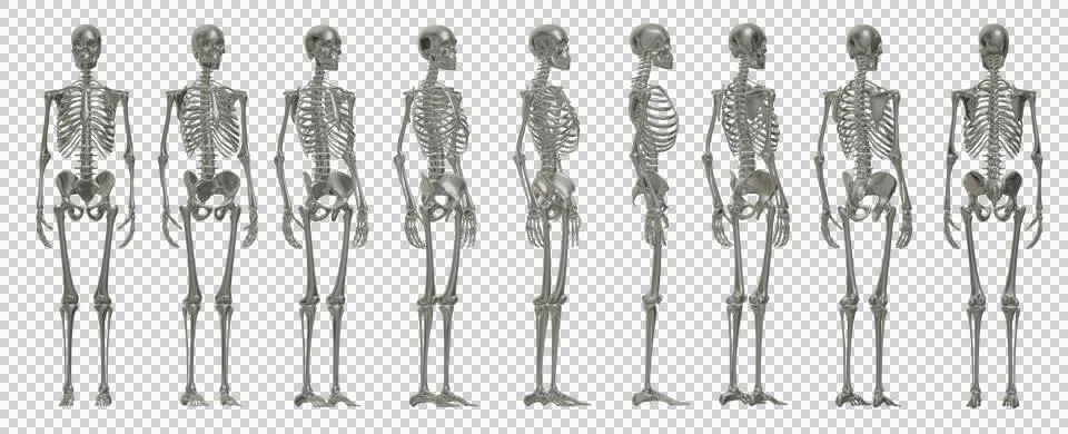 Skull Stock Illustration