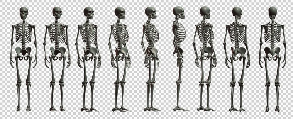 Skull Stock Illustration