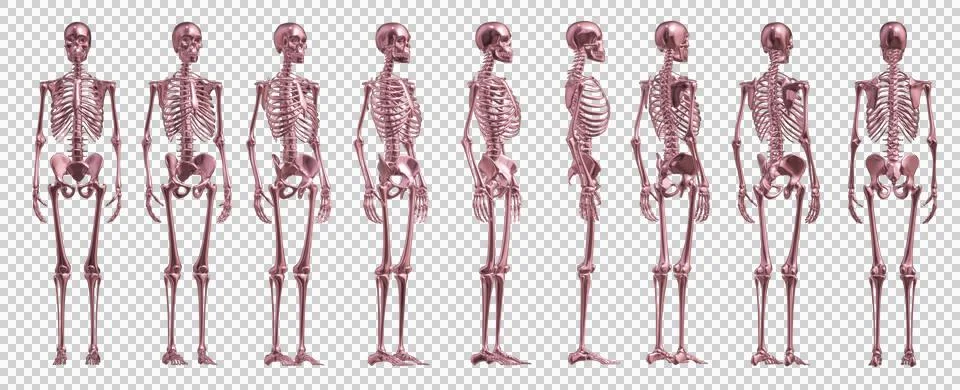 Skull Stock Illustration