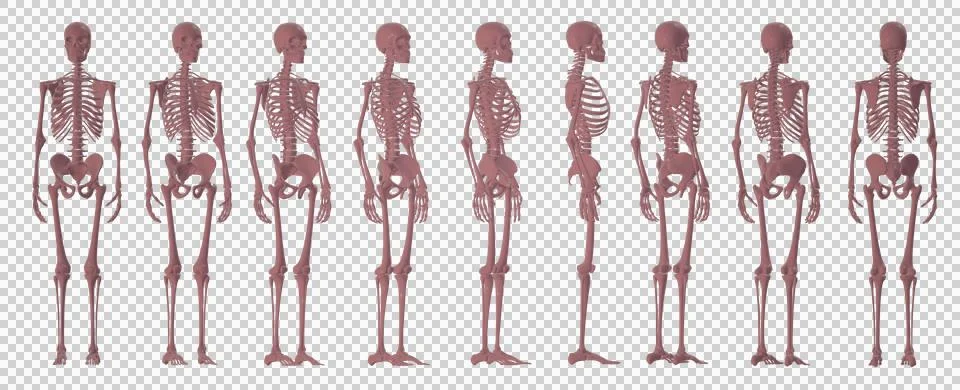 Skull Stock Illustration