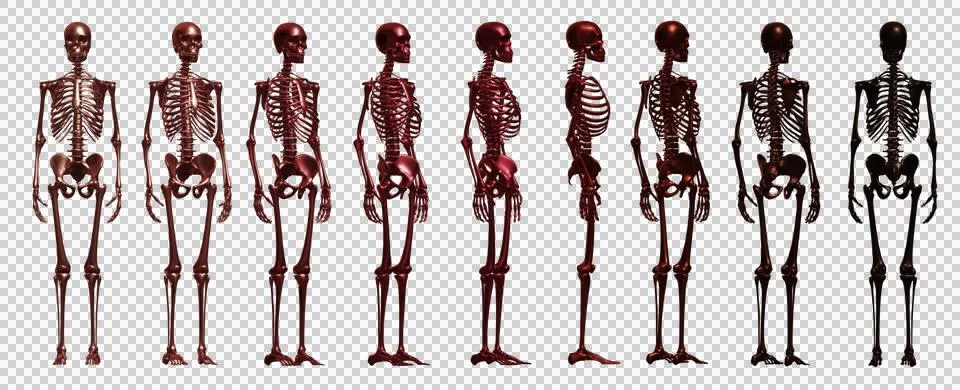 Skull Stock Illustration
