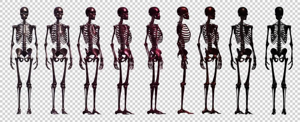 Skull Stock Illustration