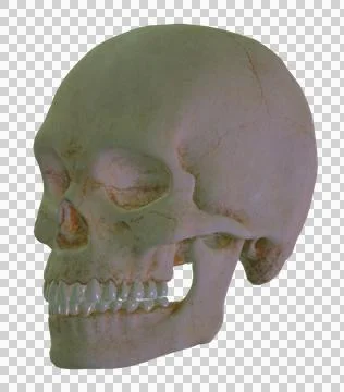 Skull Stock Illustration