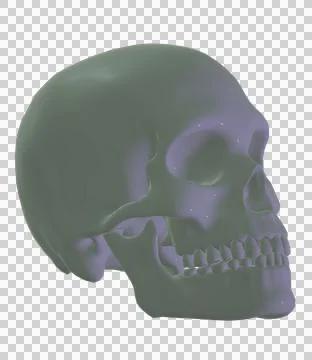 Skull Stock Illustration