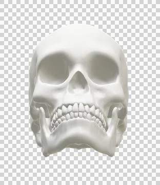 Skull Stock Illustration
