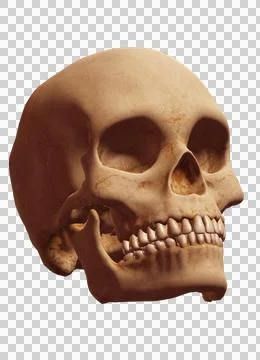 Skull Stock Illustration