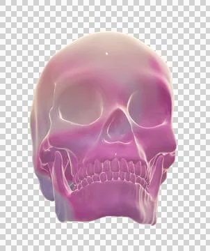 Skull Stock Illustration