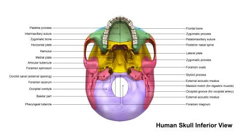 Skull Inferior view Stock-Illustration