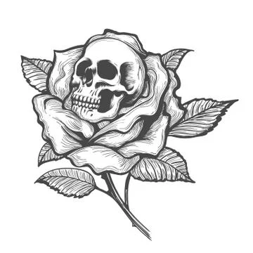 Skull Inside a Rose Flower Stock Illustration