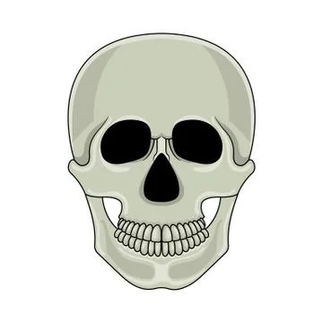 Skull isolated on white background. Cartoon human skull with jaw. Vector illu Stock Illustration