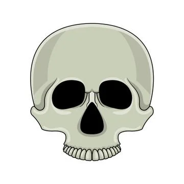 Skull isolated on white background. Cartoon human skull. Vector illustration  Illustrazione stock