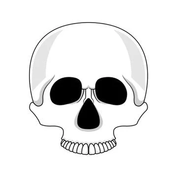 Skull isolated on white background. Cartoon human skull. Vector illustration  Illustrazione stock