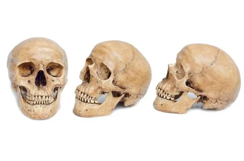 Skull isolated on white background Stock Photos