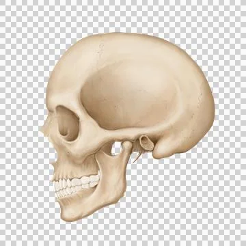 Skull lat. Stock Illustration