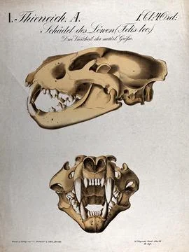 Skull of a lion: two figures. Chromolithograph, 1877. Stock Illustration