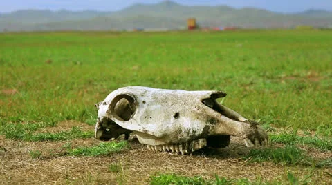 Skull lying on grass Stock Footage 32423138