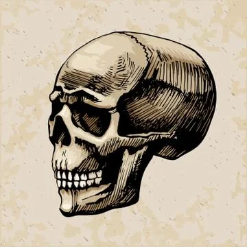 Skull man  colored painted Stock Illustration