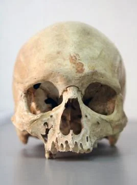 Skull of man Stock Photos