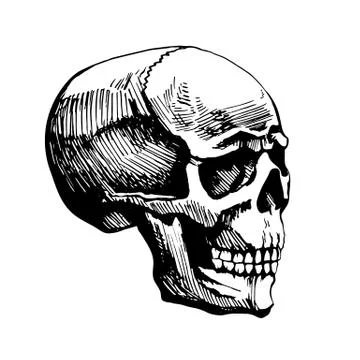 Skull man vector sketch Stock Illustration