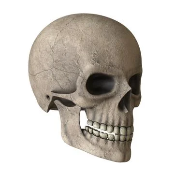 The skull of a man on a white background. Isolate. Foto stock
