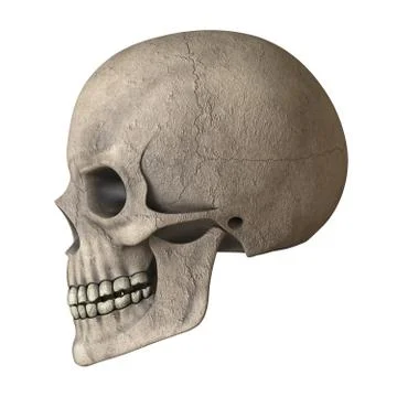 The skull of a man on a white background. Isolate. Stock Photos