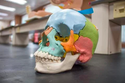 Skull model colored, and teeth inside laboratory. Stock Photos