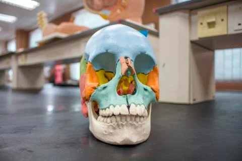 Skull model colored inside laboratory. Stock Photos