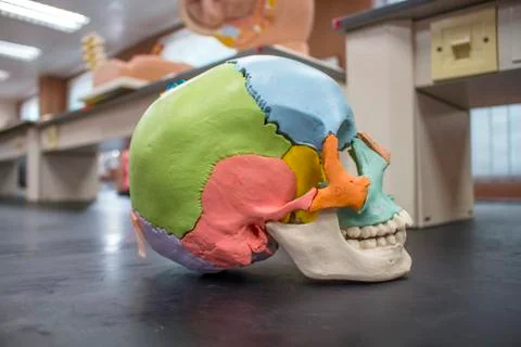 Skull model colored inside laboratory. Stock Photos