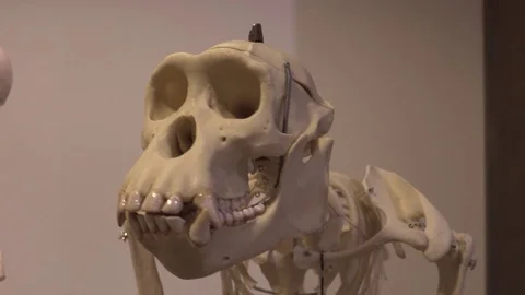 Skull monkey Stock Footage 107060923