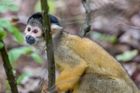 Skull monkey sits behind a thin branch Stock Photos