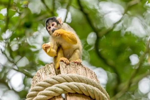 Skull monkey sits on a pole Stock Photos